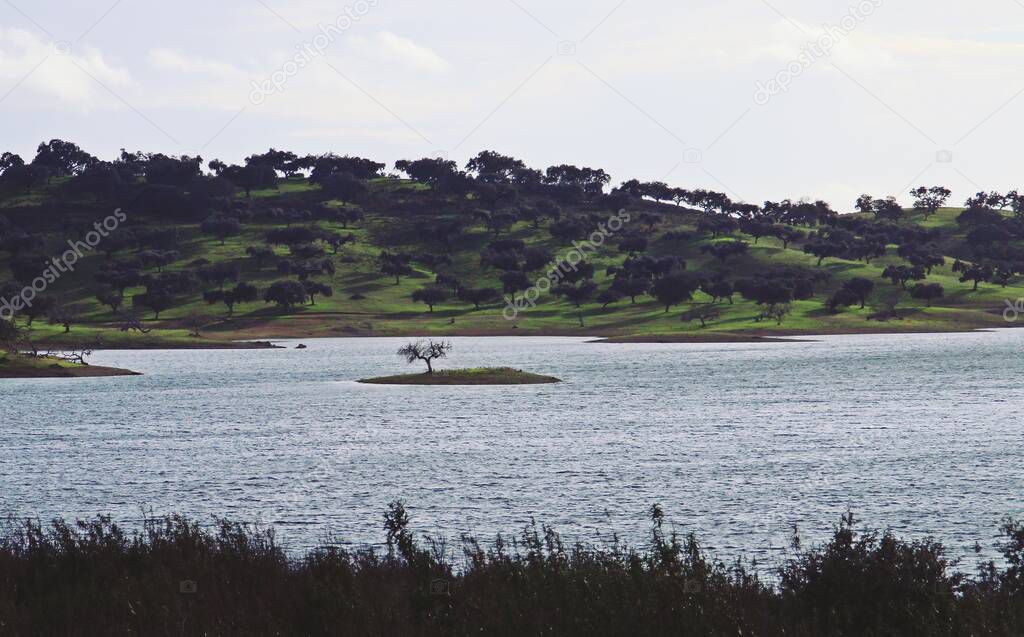 Alqueva reservoir in Mourao, Portugal. Small island formed with a holm oak as a result of the rise in water level after the creation of the dam.
