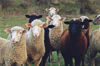 Paymogo, Huelva, İspanya yakınlarında koyun yetiştiriyor. Endülüs çayırındaki fotoğrafçıya bakan koyun sürüsü.