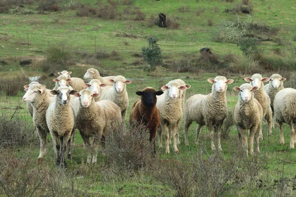 Paymogo Huelva Spanya Yakınlarında Koyun Yetiştiriyor Endülüs Çayırındaki Fotoğrafçıya Bakan — Stok fotoğraf