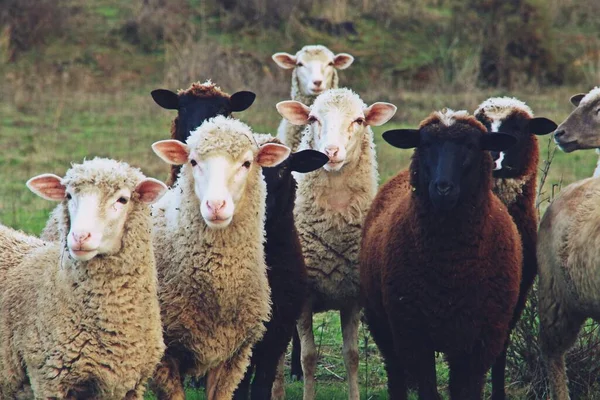 Merino Fajta Juhok Közelében Paymogo Huelva Spanyolország Csoportja Juhok Nézi — Stock Fotó