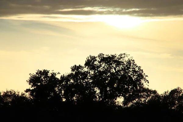 ホームオークは スペインのエルヴァにあるPaymogo牧草地にあります 曇った日の日没時の木々のシルエット 太陽の最後の光線は雲の中を逃げます — ストック写真