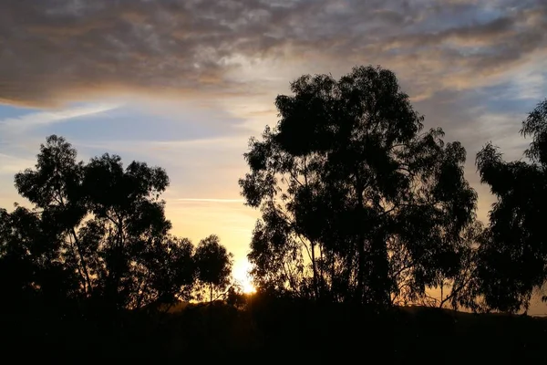 夕暮れ時にユーカリの森のシルエット 木の枝や葉のシルエットは 日没時に曇った空に対して Paymogo ウエルバ スペイン — ストック写真