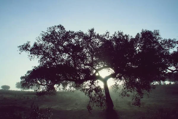 スペインのエル グラナドの畑で朝の霧の中から昇る太陽 霧によってぼやけた太陽の光は 森の真ん中にあるホルムオークの木のシルエットを強調しています — ストック写真