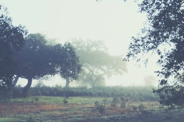グラナド地方 エルバ スペインの朝の霧を通して牧草地の森 シルエットを取り巻く霧によってぼやけていく陽射しが森の中でハウジング効果を生み出します — ストック写真
