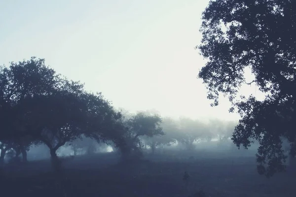 Weidewald Morgennebel Der Landschaft Von Granado Huelva Spanien Die Vom — Stockfoto