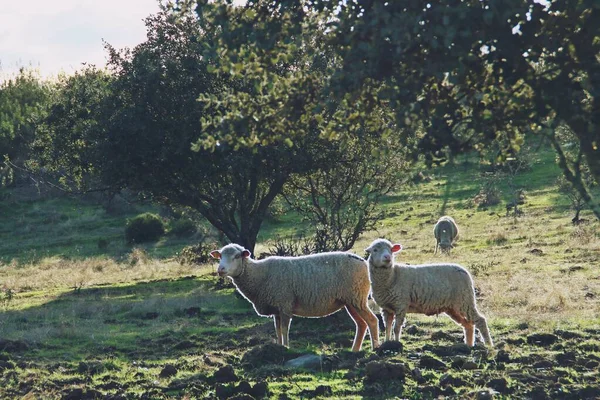 Herd Merino Sheep Meadow Holm Oaks Rural Scene Southern Spain — Stock Fotó