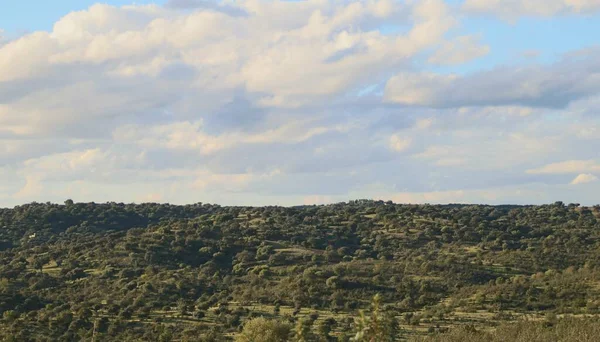 Tradycyjna Dehesa Dębów Łagodnych Wzgórzach Scena Wiejska Południowej Hiszpanii Zachodzie — Zdjęcie stockowe