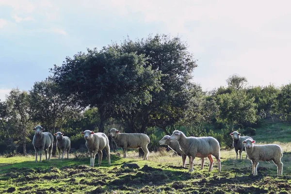 Herd Merino Sheep Meadow Holm Oaks Rural Scene Southern Spain — Stockfoto