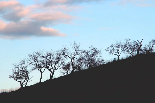 Silhouette Almond Trees Leaves Autumn Silhouette Bare Tree Trunk Branches — ストック写真