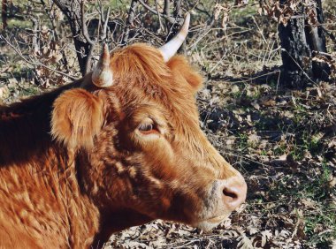 İspanya, Madrid, Rascafria 'daki meşeler arasında bir ineğin başı. Kafanın, boynuzların, burunların, gözlerin ve kulakların özelliklerine yakın çekim.