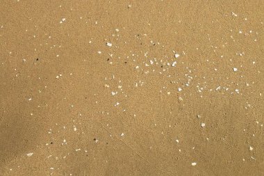 Dalganın geçişinden sonra altın kum ve kabuk kalıntılarına yakın çekim. Valencia şehrindeki Cabanyal plajı, Akdeniz, İspanya.