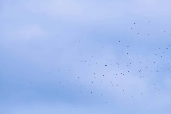 Ein Schwarm Möwen Fliegt Einem Bewölkten Himmel Möwengruppe Kreist Über — Stockfoto