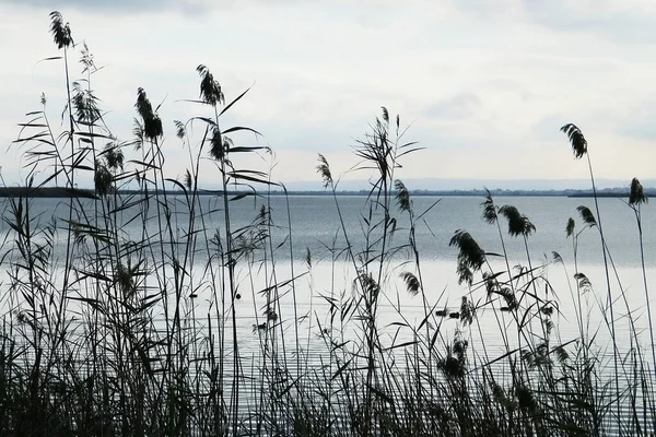 Silhouette Ears Reeds Cloudy Sky Winter Cloudy Landscape Lagoon Valencia — Stock Photo, Image