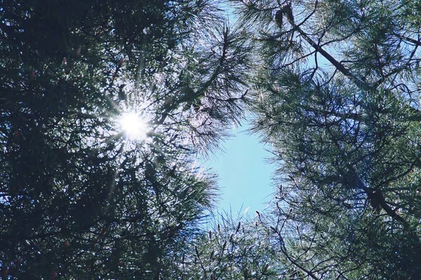 Sunlight Needles Pine Tree Hot Day Seen Branches Pine Tree — Stockfoto