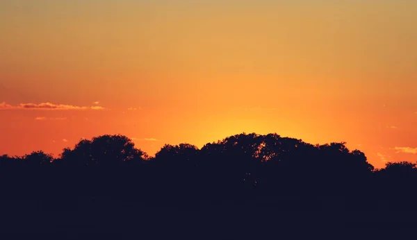Silhouette Tops Oaks Horizon Image Taken Sunset Last Rays Sun — ストック写真
