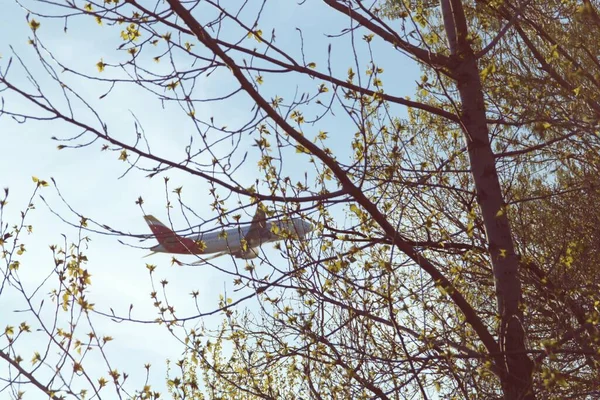 Aereo Della Compagnia Iberica Visto Tra Rami Degli Alberi Durante — Foto Stock