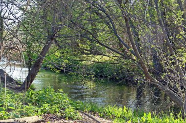 Nehrin ortasındaki bir nehrin kıyısında yoğun bir nehir bitkisi. Madrid, İspanya 'daki Paracuellos de Jarama topraklarından geçen Jarama Nehri.