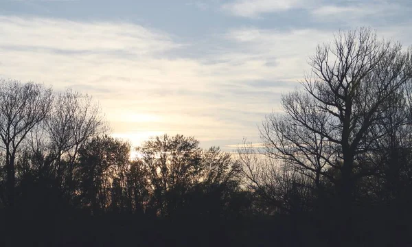 Silhouet Van Bomen Bij Zonsondergang Met Hun Takken Bijna Zonder — Stockfoto