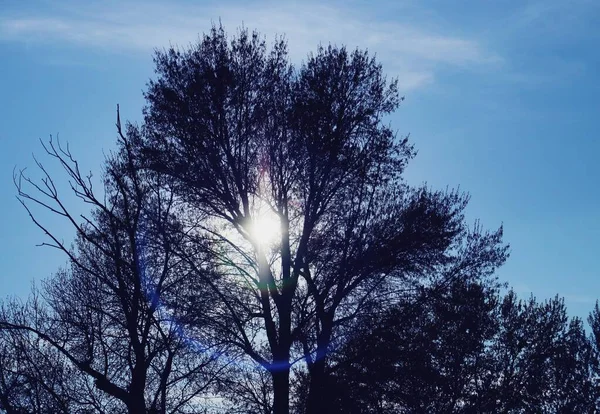 Silhouette Degli Alberi Tramonto Con Loro Rami Quasi Senza Foglie — Foto Stock