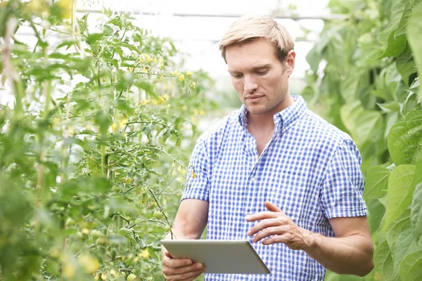 Фермер в теплице проверяет томатные растения с помощью цифрового планшета — стоковое фото