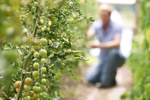 Bonde kontrollera tomatplantor i växthus — Stockfoto