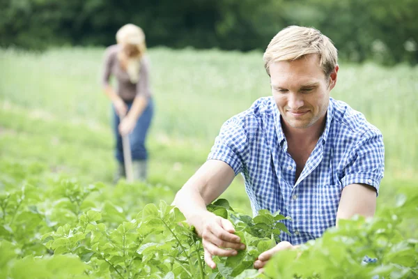 Couple Working In Field On Organic Farm — Stock Photo, Image