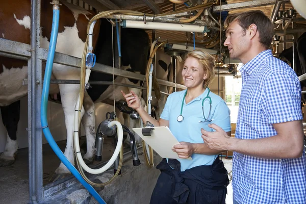Agricultor y veterinario inspeccionan ganado lechero en la sala de ordeño — Foto de Stock