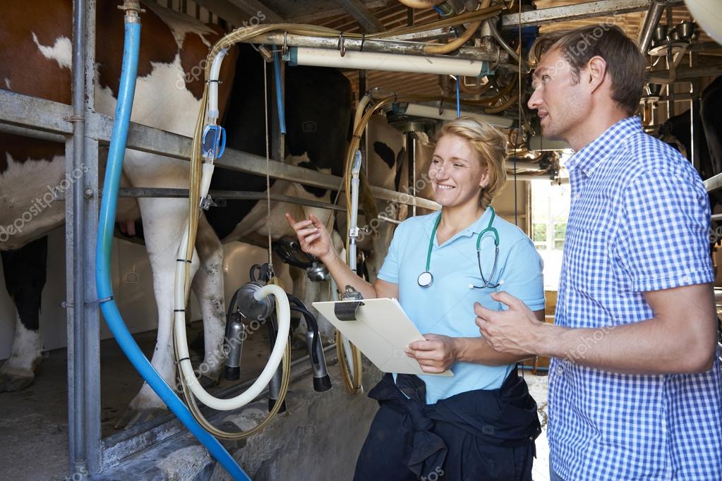 Farmer And Vet Inspecting Dairy Cattle In Milking Parlour — Stock Photo
