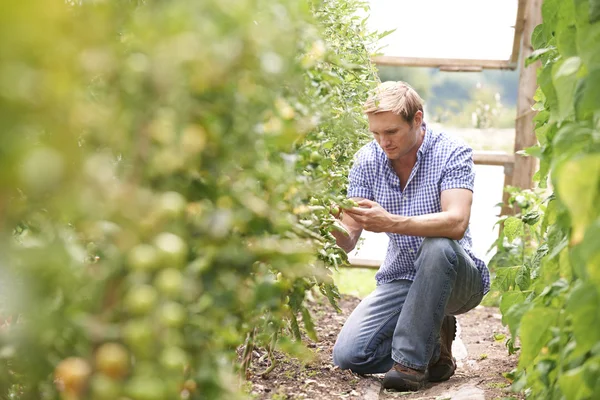 Farmer Checking plants de tomates en serre — Photo