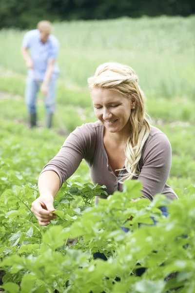 Couple travaillant sur le terrain sur la ferme biologique — Photo