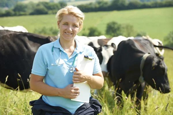 Veterinaria femenina en el campo con ganado — Foto de Stock