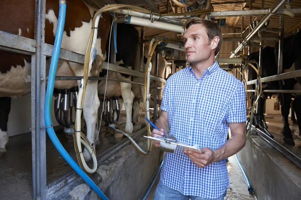 Agricultor que inspeciona gado durante a ordenha — Fotografia de Stock