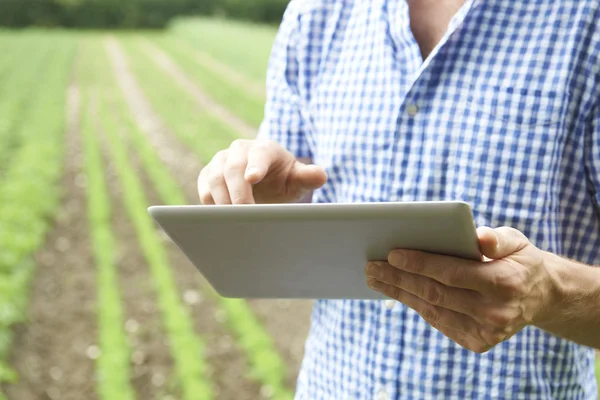 Bliska rolnika za pomocą cyfrowego tabletu na gospodarstwo ekologiczne Zdjęcie Stockowe