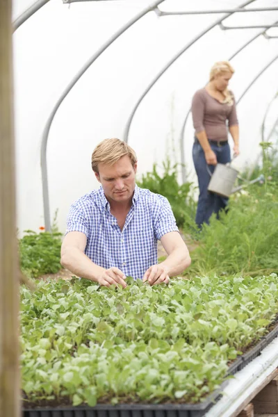 Couple En Serre Sur La Ferme Biologique Vérifiant Des Plantes — Photo