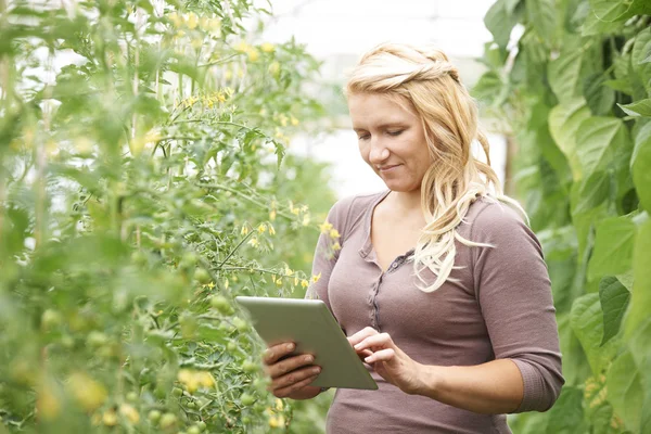 Campesino en invernadero revisando plantas de tomate usando T digital — Foto de Stock