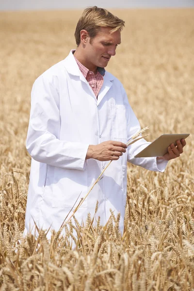 Wetenschapper met digitale tablet behandeling van tarwe oogst in veld — Stockfoto