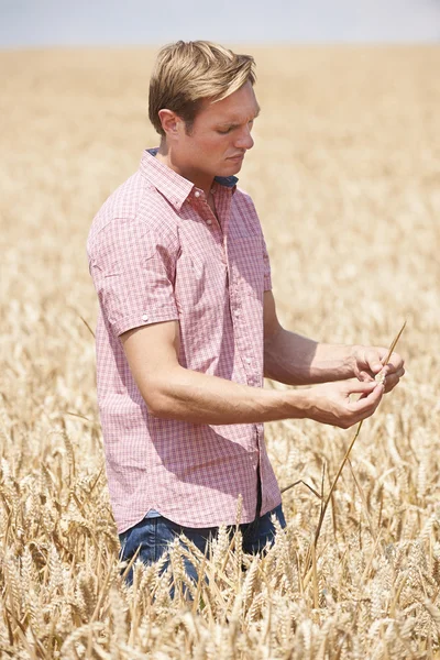 Agriculteur dans le champ de blé Inspection des cultures — Photo