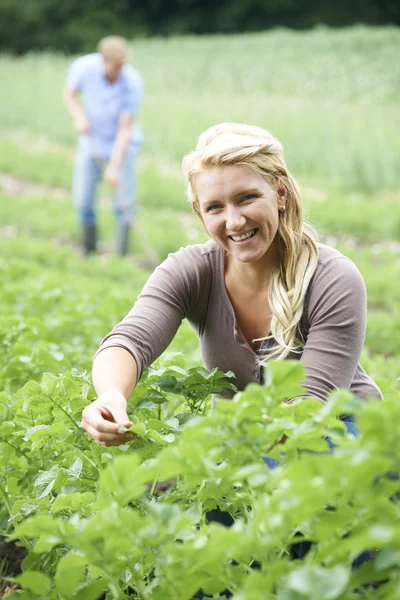 Coppia che lavora sul campo in fattoria biologica — Foto Stock