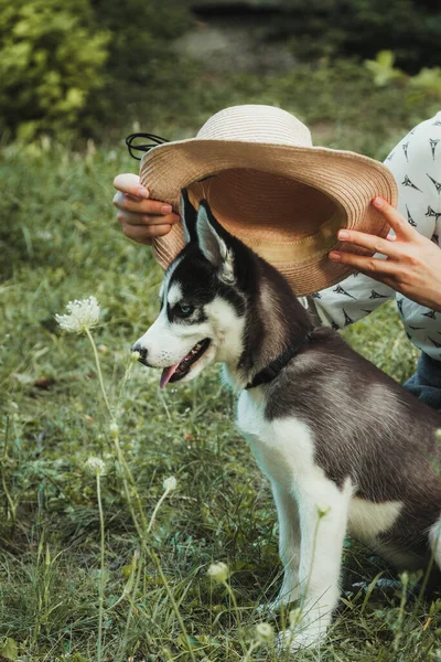 Genç ve güzel kız sevimli köpeğiyle oynuyor. 
