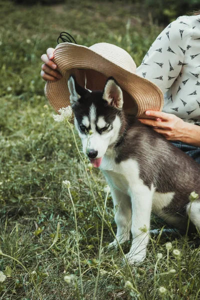 Genç ve güzel kız sevimli köpeğiyle oynuyor. 