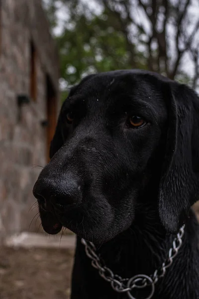 Acloseup Shot Black Labrador Retriever Dog — Stock Photo, Image