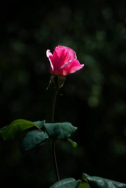 Uma bela e singela flor chamada rosa