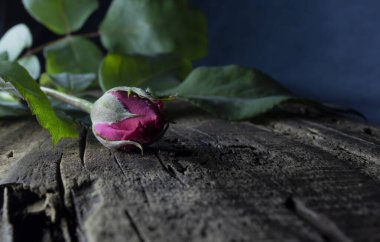 Uma bela e singela flor chamada rosa