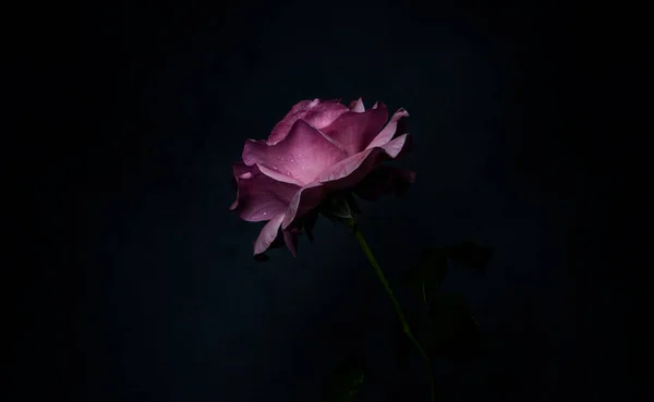 Uma Bela Singela Flor Chamada Rosa — Stok fotoğraf