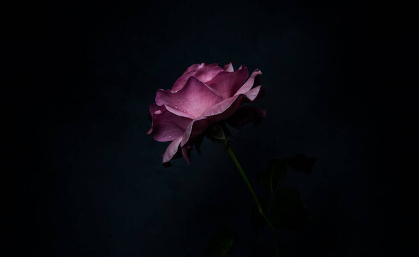 Uma bela e singela flor chamada rosa