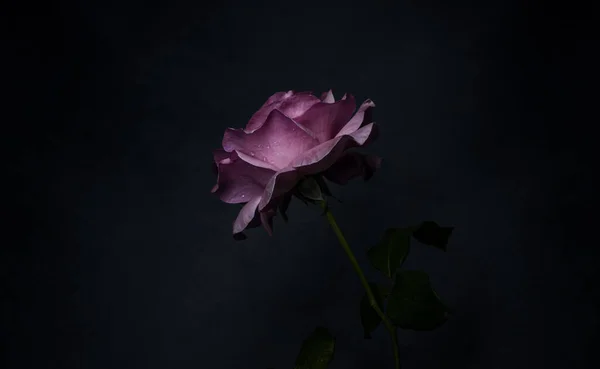 Uma Bela Singela Flor Chamada Rosa — Stock fotografie