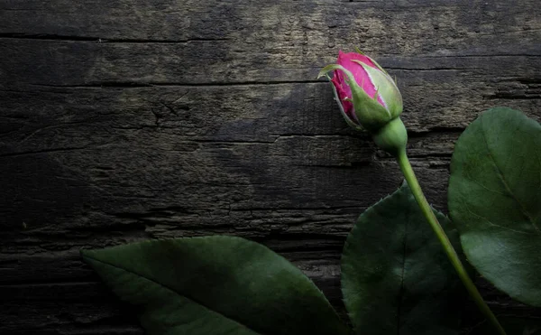 Uma Bela Singela Flor Chamada Rosa — Fotografia de Stock