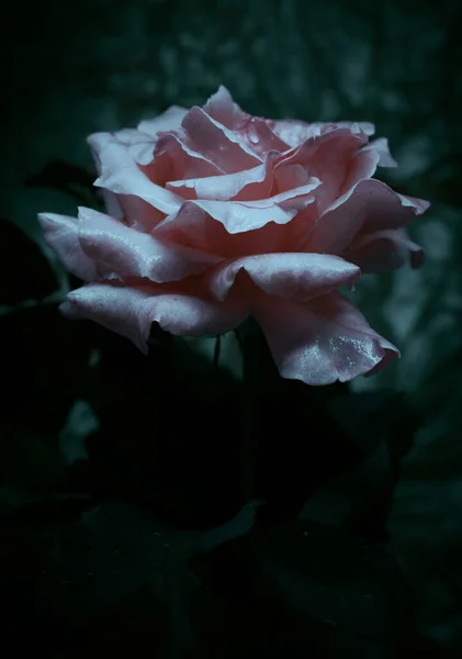 Uma Bela Singela Flor Chamada Rosa — Photo