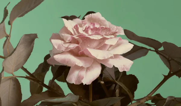 Uma Bela Singela Flor Chamada Rosa — Photo