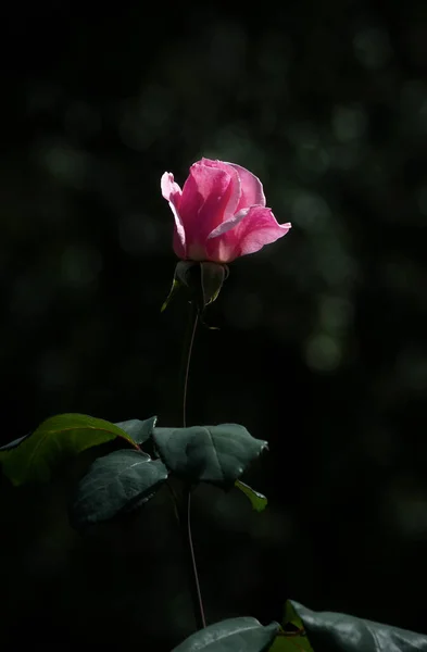 Uma Bela Singela Flor Chamada Rosa — Fotografia de Stock